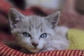 Cropped shot of Cute little kitten with blue eyes. Royalty Free Stock Photo