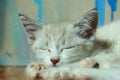 Cropped shot of a cute sleeping kitten. Royalty Free Stock Photo