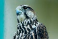 Cropped shot of falcon looking to the side over blurred background. Birds concept. Royalty Free Stock Photo