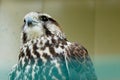 Cropped shot of falcon looking to the side over blurred background. Birds concept. Royalty Free Stock Photo