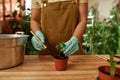 Cropped shot of female gardener in protective gloves holding green seedling, using small shovel while transplanting Royalty Free Stock Photo