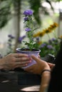 Cropped shot of florist giving a potted plant to customer at floral store. Royalty Free Stock Photo