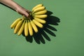 cropped shot of human hand holding bunch of bananas Royalty Free Stock Photo