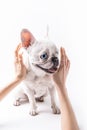 Person stroking french bulldog isolated on white