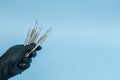 Cropped shot of professional dentist in black medical gloves with dental tools. Dental concept. Isolated on blue background Royalty Free Stock Photo