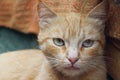 Cropped shot of red tabby cat. Animals, pets concept.