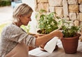 Looking after my plants. Cropped shot of a relaxed senior woman tending to her marijuana plants and making sure it& x27;s