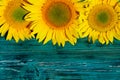 Cropped shot of yellow sunflowers on blue painted wooden background, horizontal view. Abstract colorful background. Royalty Free Stock Photo