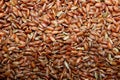 Cropped shot of uncoocked red rice background. Horizontal image of rice. Royalty Free Stock Photo