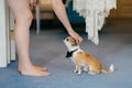 Cropped shot of unrecognizable woman pets her small dog with bowtie on neck, have friendly relationships. People, animals concept