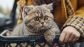 cropped shot of woman carrying adorable cat Royalty Free Stock Photo