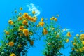 Cropped shot of yellow flowers over blue sky background. Colorful nature background. Royalty Free Stock Photo