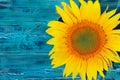 Cropped shot of yellow sunflower on blue painted wooden background, horizontal view. Abstract colorful background. Royalty Free Stock Photo