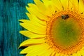 Cropped shot of yellow sunflower on blue painted wooden background, horizontal view. Abstract colorful background. Royalty Free Stock Photo