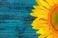 Cropped shot of yellow sunflower on blue painted wooden background, horizontal view. Abstract colorful background. Royalty Free Stock Photo