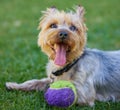 Well dont just stand there, throw it. Cropped shot of a Yorkshire Terrier lying on the grass in the garden with his ball