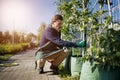 Cropped shot of a young male gardener while clipping or prune the tree in horticulture