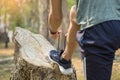 Cropped shot of young man runner tightening running shoe laces, Royalty Free Stock Photo