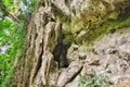 Cropped Stone Cave, Cropped Tree, Stalactites, Stalagmites Royalty Free Stock Photo