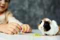 Cropped unrecognizable little girl hands with manicure give cabbage leaves to small curious cute spotty guinea pig chew