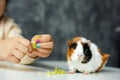 Cropped unrecognizable little girl hands with manicure give cabbage leaves to small curious, funny spotty guinea pig