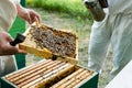 cropped view of apiarist holding honeycomb