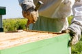 cropped view of beekeeper inspecting beehive Royalty Free Stock Photo