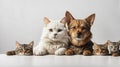 Cropped view of dog head and cat heads in front of white background, studio shot Royalty Free Stock Photo