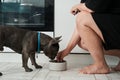 French bulldog eating his meal from the bowl with appetite