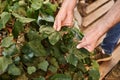 cropped view of gardener examining fresh