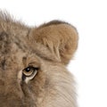 Cropped view of lion, Panthera leo, 9 months old Royalty Free Stock Photo