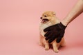 Cropped view of man combing cute spitz dog with grooming rubber glove