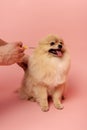 Cropped view of man holding syringe for microchipping cute pomeranian spitz dog Royalty Free Stock Photo