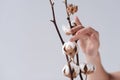 cropped view of tender female hand with cotton flowers,