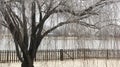 Willow tree with the branches and twigs all covered with ice, with the pond behind it Royalty Free Stock Photo