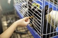 Cropped view of woman`s hand giving carrot to cute rabbit in a cage