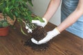 Cropped view of young woman in blue apron transplanting flowers. Gardener holding root system of dieffenbachia in hands Royalty Free Stock Photo