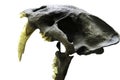 cropped on a white background skull of a Real Saber Tooth Tiger Proof that Dinosaurs with clipping path