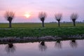 Cropped willows in a typical dutch landscape at sunset Royalty Free Stock Photo