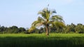 Cropping or crofting agriculture Sri Lanka