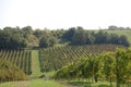 Cropping of grapes in Italy