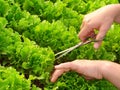 Cropping lettuce Royalty Free Stock Photo