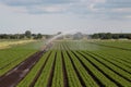 Crops being watered in the fens Royalty Free Stock Photo