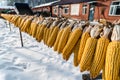 Crops, corn cobs, drying corn cobs Royalty Free Stock Photo