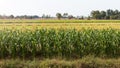 Crops of corn and rice paddy fields. Royalty Free Stock Photo