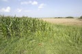 Crops countryside Royalty Free Stock Photo