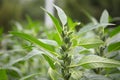 Crops covered with fruits: Sesame