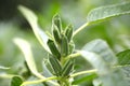 Crops covered with fruits: Sesame