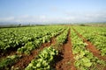 Crops on a farm