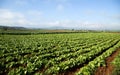 Crops on a farm